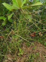 Image result for Cyperus sp.no.6