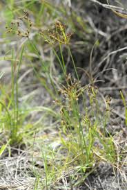 Image result for Fimbristylis quinquangularis