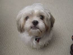 It is great for the summer especially, as it minimizes then you will need to take your time while cutting your dog's fur. Grooming Your Shih Tzu Keeping Your Dog Clean Pethelpful By Fellow Animal Lovers And Experts