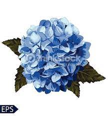 Vector Blue Realistic Hydrangea Lavender Illustration Of Flowers Hydrangea Tattoo Digital Flowers Flower Painting