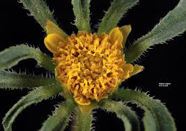 Image result for Bidens flagellata