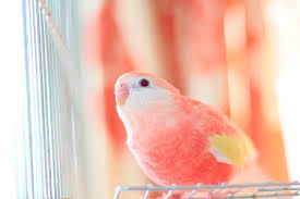 Pretty Bird Parakeet Colors Variation And Food Choice 2019