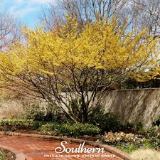 Image result for Humularia elisabethvilleana