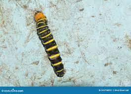 A Yellow-Brown and Hairy Caterpillar Stock Image - Image of insect, hairy:  245758051