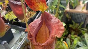 Image result for Nesaea spathulata