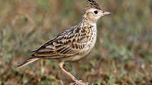 Fosil tertua burung ditemukan di jerman dan dikenal sebagai archaeopteryx. Tips Cara Memandikan Burung Branjangan