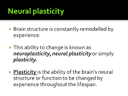The Neural Mechanisms Of Learning Ppt Video Online Download
