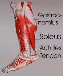 Some of the muscles that are essential to strengthen include: Canoe Polo South Africa Tense Muscles In Lower Leg Showing 1 1 Of 1