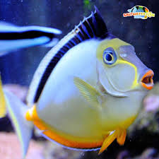 Neptune's tropical fish of highlands ranch, co is one of the best local fish stores serving the denver metro area specializing in saltwater fishes, invertebrates, corals, freshwater fishes, and live. Naso Tang For Sale Captive Bred Naso Tangs For Sale Online Fish Store