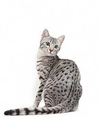 Egyptian Mau Cat Breed Information Catbreeds Pretty Cats Tabby Cat Cats