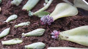 A rooting hormone is a chemical you apply on a leaf or stem cutting of a plant to boost a new plant's growth and get fast results. Pin On Wikihow To Garden
