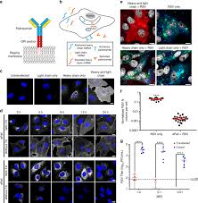 When you click on the anchor. Engineered Mrna Expressed Antibodies Prevent Respiratory Syncytial Virus Infection Nature Communications