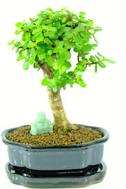 Maybe you would like to learn more about one of these? Samopostovanja Uhvatiti Gomila Od Grow Buddha Bonsai Kit Review Aug American Com