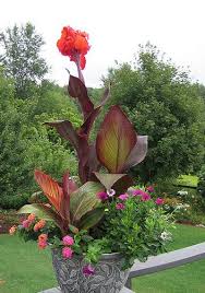 Tropicanna Mixed Container Container Gardening Flowers Garden Containers Container Garden Design