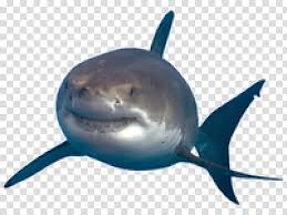 Great White Shark Drawing Bull Shark Megalodon Whale Shark Hammerhead Shark Shark Finning White Sharks Transparent Background Png Clipart Hiclipart Watercolor sharks clipart, hammerhead shark, bull shark, blacktip reef shark, great white shark, underwater clipart, sea creatures, png ► please note before purchasing ◄ this is an instant download file of my original watercolor paintings. great white shark drawing bull shark