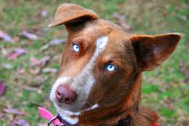 Australian Koolie Dog Photo Kelpie Koolie Cross Brisbane Qld Australian Working Dog Rescue Koolie Dog Australian Dog Breeds Cattle Dog