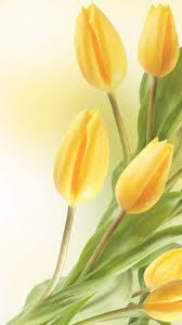 Tulips flowers exotic flowers amazing flowers beautiful flowers flower fashion flower wallpaper trees to plant floral arrangements flowers australia. Pin By Chiqui Diana On Flowers è± Tulips Flowers Iphone 6 Flower Wallpaper Yellow Tulips