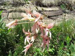 Image result for Pelargonium luridum