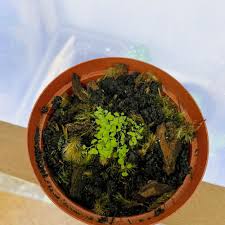 Image result for Adiantum soboliferum