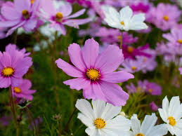 Selon leur espèce, ces alors à quel moment de l'année semer les vivaces, a quelle période espérer leur floraison ? Semer Les Cosmos