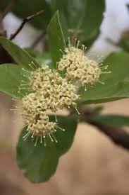 Image result for Crossopteryx