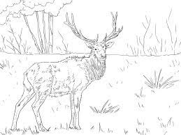You can use our amazing online tool to color and edit the following elk coloring pages. Coloring Pages Coloring Pages Elk Printable For Kids Adults Free