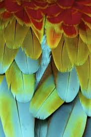 Birds Of A Feather Song Chartreuse Turquoise And Brick Red Feathers Color Palette Generator Split Complementary Color Scheme Feather