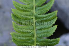 Image result for Lonchitis