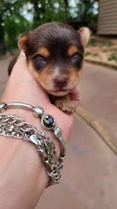 2 traditional🩵🩷 and 2 Chocolate🩷🩵 Yorkies.8 weeks old. San Antonio TX