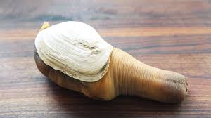 Image result for geoduck