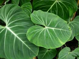 Philodendron Gloriosum X Ecuadoriana Mcdowell Tropics Home Philodendron Plant Philodendron Philodendron Care