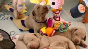 We did not find results for: How To Take Care Of A Puppy Complete Guide Barking Royalty