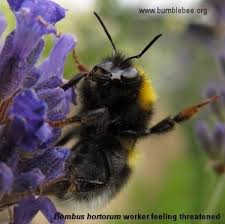 Image result for Bombus hortorum