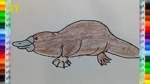 How To Draw A Platypus Youtube This tutorial shows the sketching and drawing steps from start to finish. how to draw a platypus