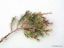 Image result for kabatina thujae