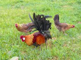 Conforme au type fermier, elle a un corps trapu et cylindrique, légèrement incliné vers. Poules D Alsace Doree Saumonee Coco Eco