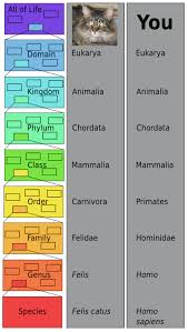 Carolus Linnaeus Classification Taxonomy Contributions