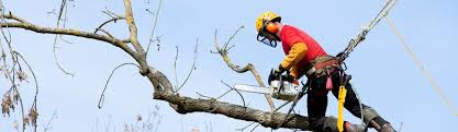 Tree Removal Anaheim CA