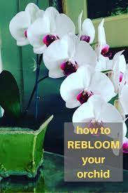Learn How To Easily Rebloom Your Orchid The Tips In This Post Will Quickly Solve Your Problems Blooming Orchid Cymbidium Orchids Care Orchid Plant Care