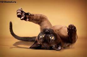 kak strich kogti koshke kogterezkoj koshki