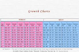 Black Russian Terriers Brt Growth Chart