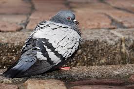 The very next day that news was followed with confirmation that a poultry farm in southern tennessee also had an infected flock with a more severe strain of. Are Pigeons Dangerous Premier Pigeon Control