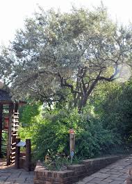 Image result for Tarchonanthus camphoratus