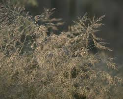 Image result for Avenella flexuosa