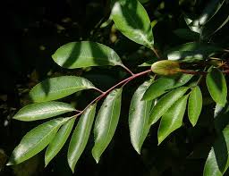 Image result for Cunonia capensis