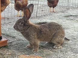 Flemish Giant Rabbit Wikiwand