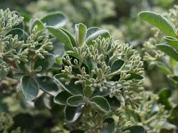 Image result for Nuxia congesta