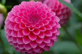 I often turn to indoor plants during the winter to satisfy my need for gardening tasks, but some hardy winter plants will keep on growing, and even flowering right through the winter months. Guest Post Top Uk Autumn And Winter Flowering Plants Grower Direct Fresh Cut Flowers Presents