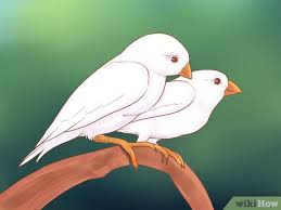 Yellow finches nest near sources of water for drinking and bathing. How To Know If Finches Are Right For You 10 Steps With Pictures