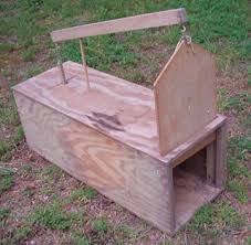 Pest Control Rx Com Rabbits Animal Traps Small Pets Rabbit Traps